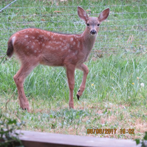 19 Baby deer, spots, 8-8-17